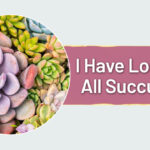 Mere Pyare Succulent