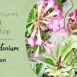 Adenium seedling and seeds Overview, adenium seeds and seedling